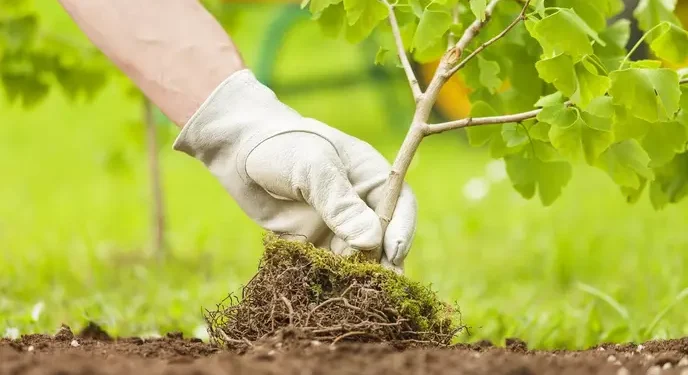 President Zardari emphasis on participation in tree plantation campaign