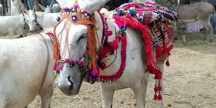 Islamabad to export donkeys meat and hides to China