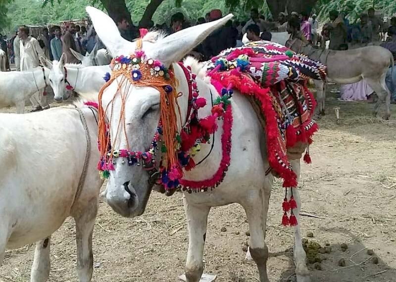 Islamabad to export donkeys meat and hides to China